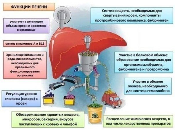 Печень — очень важный орган, к тому же в единственном числе, поэтому и заботиться о ней нужно правильно!